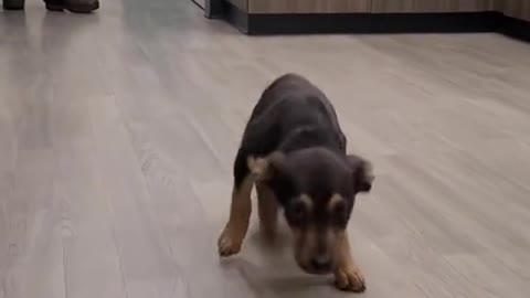 He really did the 🦗🦟#happydog #puppy #dog #funnyvideo #animals #foryou #foryoupage #fypシ #dogsoftiktok #viral #fypage