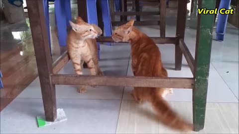 Cats Fighting! These two are bloody brothers