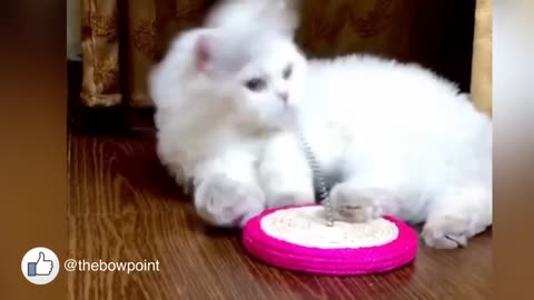 Cat loves his mouse spring toy