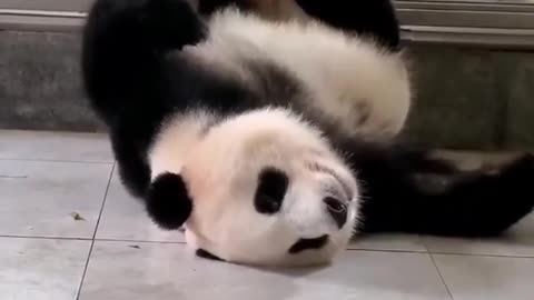Funny pandas compliation videos #1