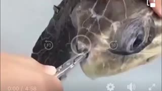 Plastic straw stuck in turtles nose