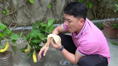 How to get eggplant from banana