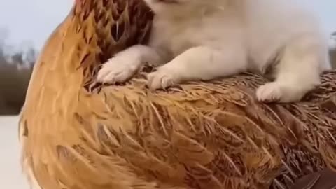 Animal funniest clip