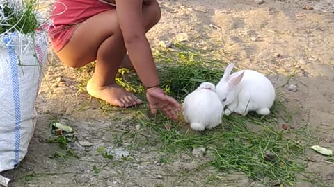 Rabbits baby