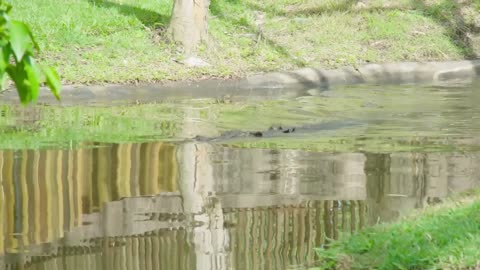 Big Crocodile in Australia Zoo