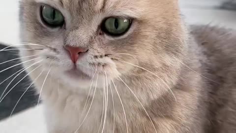 Cat voice | cats sounds