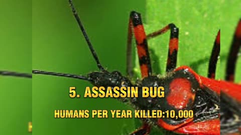 Top 10 dangerous animals of the world 🌎🌎🌎🌎🌎🌎