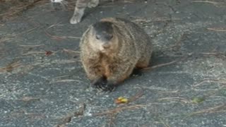 Groundhog eats with cats