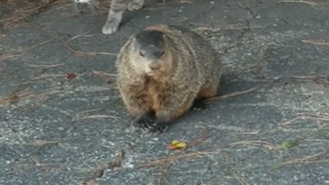 Groundhog eats with cats