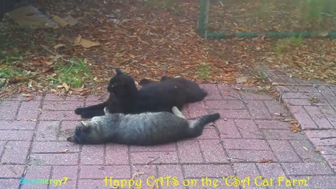 Happy CATS on the 'CSA Cat Farm' JUNE 3, 2019