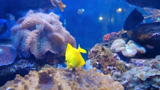Fish yellow,