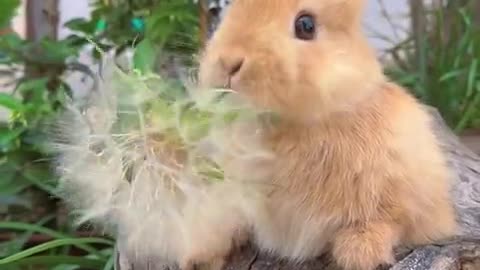 Dandelions bigger than the little rabbit's head.