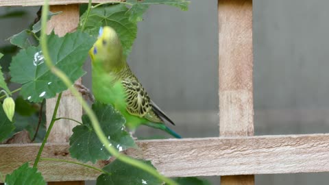 a fight between a Budgerigar and a branch