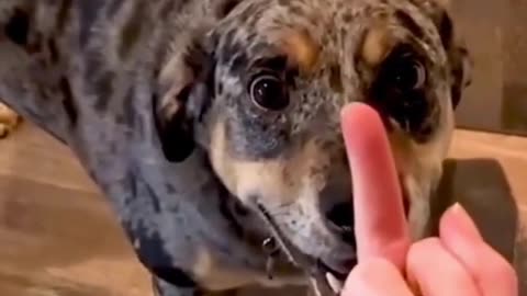 "Hilarious Dog Reactions to the Middle Finger! 😂🐶 | Funny Dog Videos 2023"