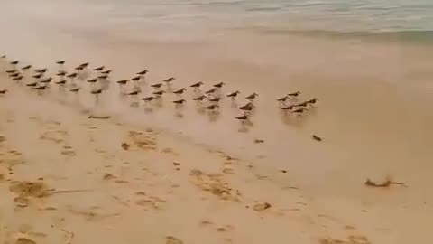 Birds enjoy in sea