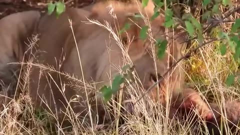 Nomad Lions Raid Hyena Den, Catch A Young Hyena.