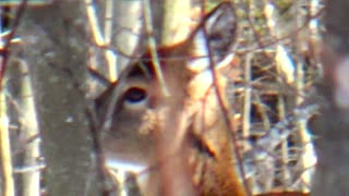 White tailed Deer