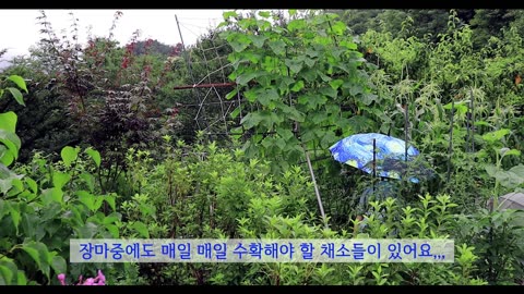 Country house daily life during the rainy season with heavy rain