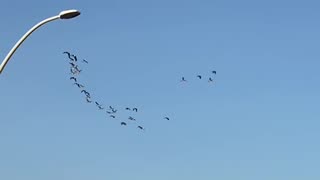 Nature and bird: Geese formation