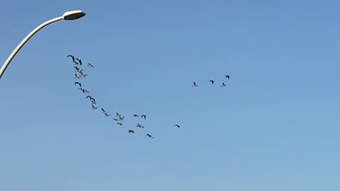 Nature and bird: Geese formation