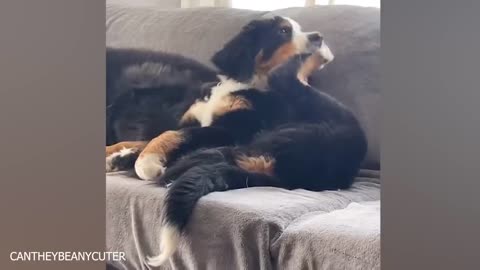 Funny Dog Videos Are The Cure For A Boring Life😂Funniest Dog Ever!
