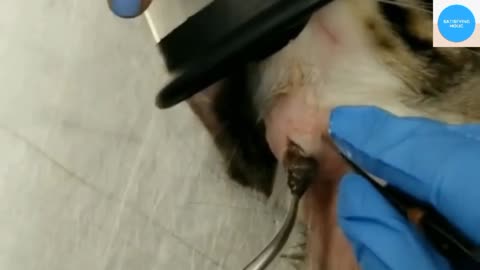 Satisfying botfly removal from cats