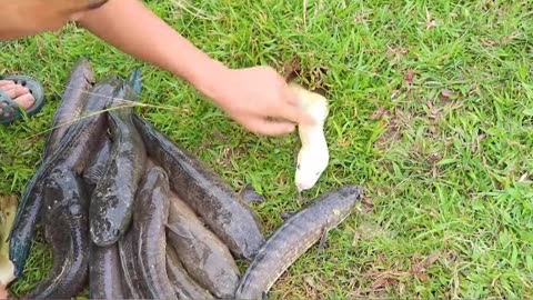 Snake vs Fish