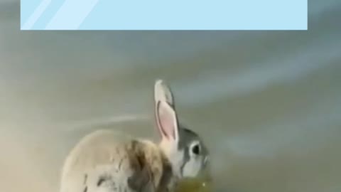 Rabbit who can swim