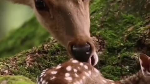 Cute animal videos