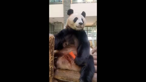 Panda eating carrot