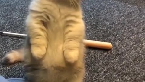 Best Funny Animal Videos 2022 #CutePets #funnyanimal #funnycat #FunnyCats #CatVideos #CuteCats