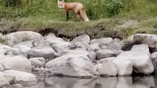 fox near the river