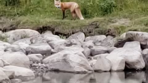 fox near the river