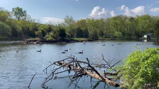 Ducks at Gettysburg, Pa