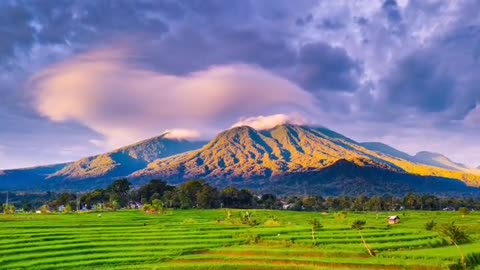 The rice paddies are beautifully photographed at the start of a bumper harvest year