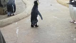 Adorable Penguin Can't Hold Back Joy