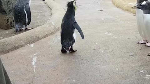 Adorable Penguin Can't Hold Back Joy
