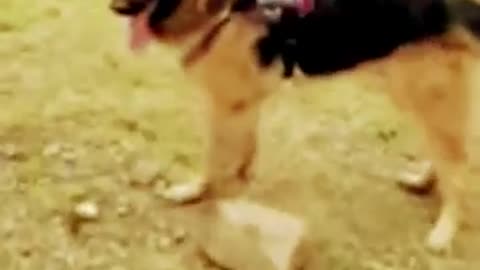 #germanshepherd #doglover #pets #dog #youtubeshorts #shortsfeed