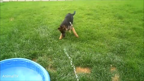 he Wienerlympics! - Cute & Funny Wiener Dog Video