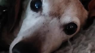 another dog video (why not?)