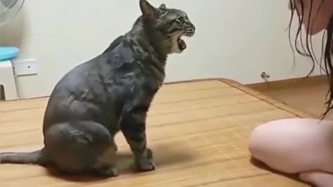 Funny Cat