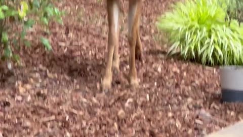 Befriending Orphaned Blacktail Deer and Their Reactions to My Elderly Chihuahua || Viral Verse