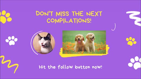 🤣 Funny Pets Videos Compilation 🐶 Cute Animals 🐱 Cute Reaction of Dogs and Cats