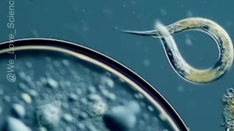 Meet the Nematodes: The Super Microscopic Animal