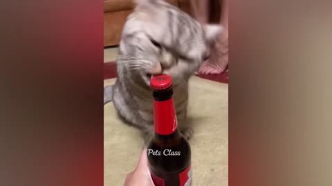 you don't need a bottle opener if you have this cat