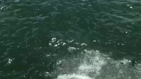 Daughter and granddaughter, jumping off a cliff in Austin, Texas 7/2019