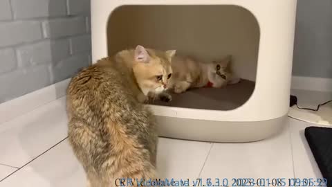 Mom cat does not want that dad cat left her and kittens and return him