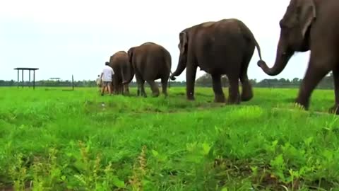 Scientists probe elephant genes for cancer clues