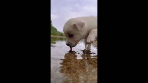 The sound of a puppy drinking water