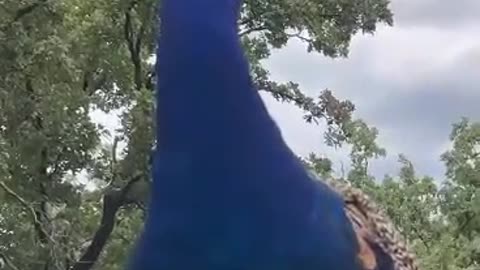 Peacock song 🎵